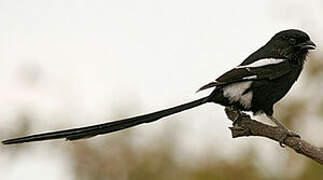 Magpie Shrike