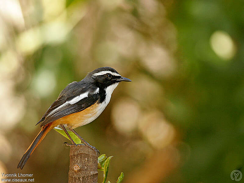 White-throated Robin-Chatadult, identification