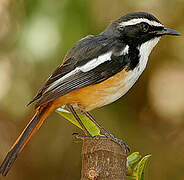 White-throated Robin-Chat