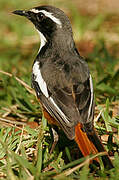 White-throated Robin-Chat