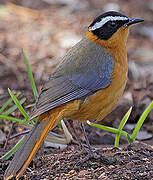 White-browed Robin-Chat