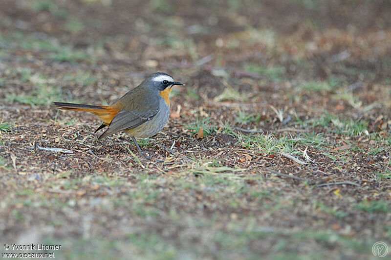 Cape Robin-Chatadult, identification