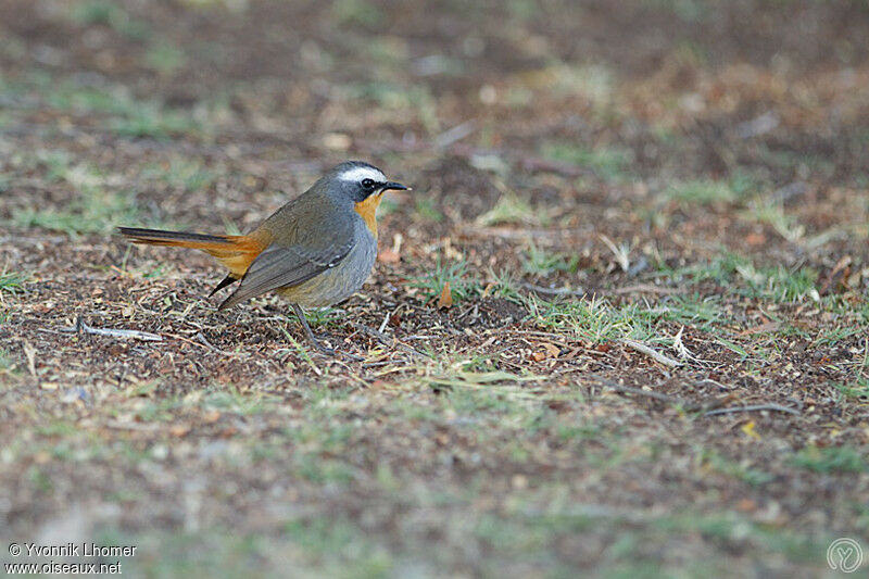 Cossyphe du Capadulte, identification