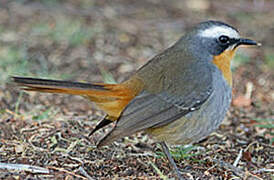 Cape Robin-Chat