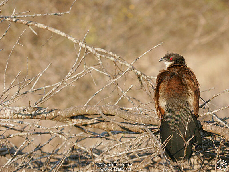 Coucal de Burchelladulte, identification