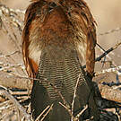 Coucal de Burchell