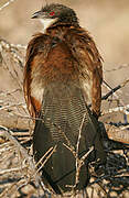 Coucal de Burchell