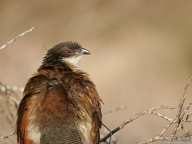 Coucal de Burchelladulte, identification