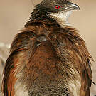 Coucal de Burchell