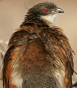 Burchell's Coucal