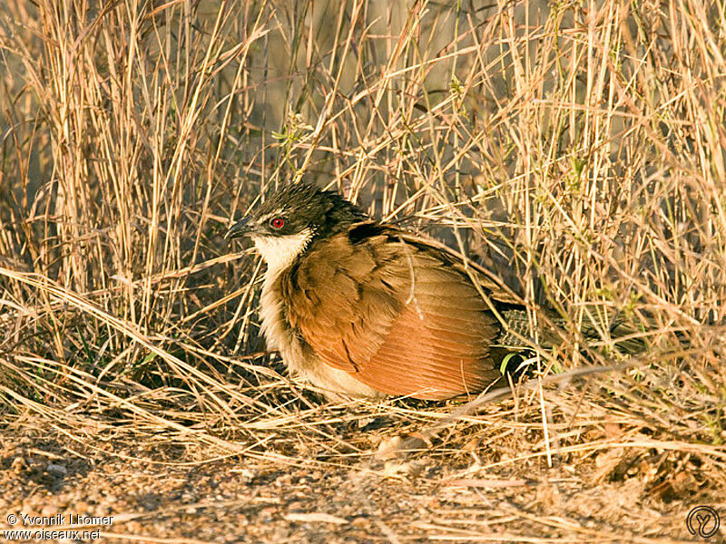 Coucal de Burchell, identification