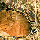Coucal de Burchell
