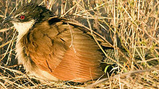 Burchell's Coucal