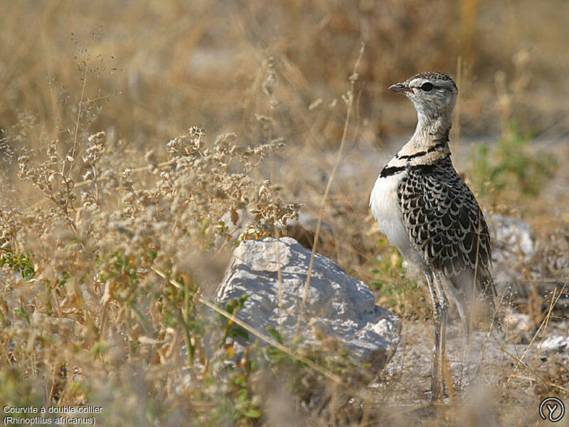 Courvite à double collieradulte, identification