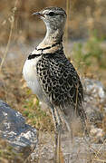 Double-banded Courser