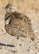 Double-banded Courser