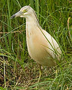 Squacco Heron