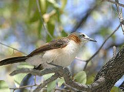 Bare-cheeked Babbler