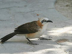 Bare-cheeked Babbler