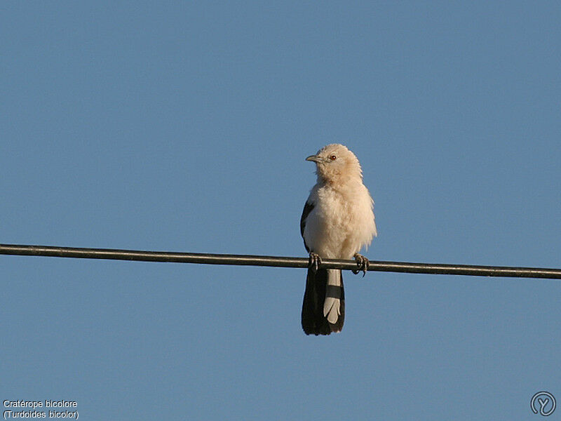 Southern Pied Babbleradult, identification