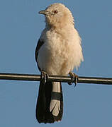 Southern Pied Babbler