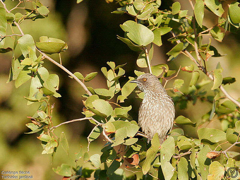 Arrow-marked Babbleradult, identification