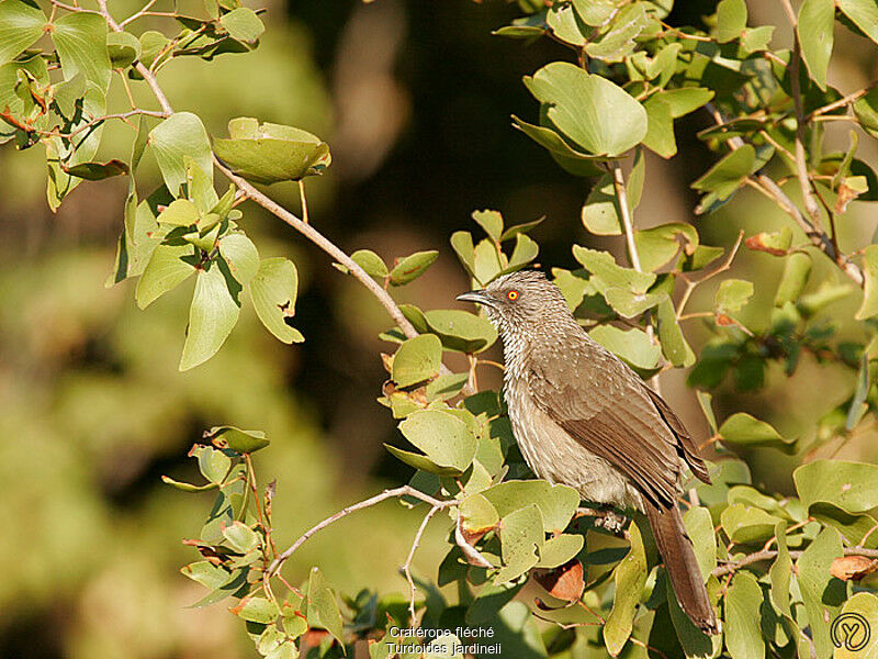 Cratérope fléchéadulte, identification