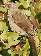 Arrow-marked Babbler