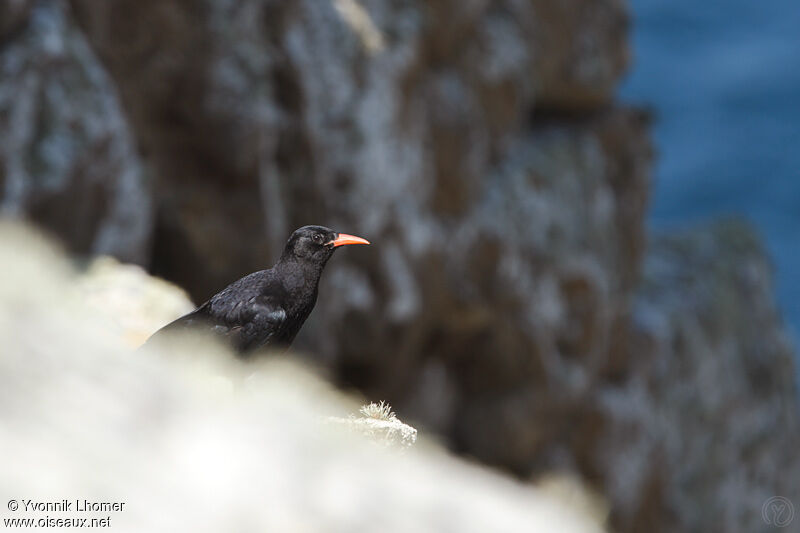 Red-billed Choughadult, identification