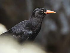 Red-billed Chough