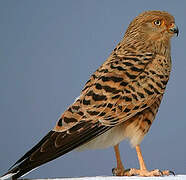 Greater Kestrel