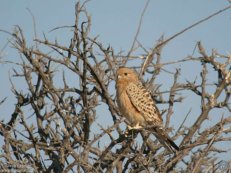 Greater Kestrelimmature, identification