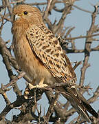 Greater Kestrel