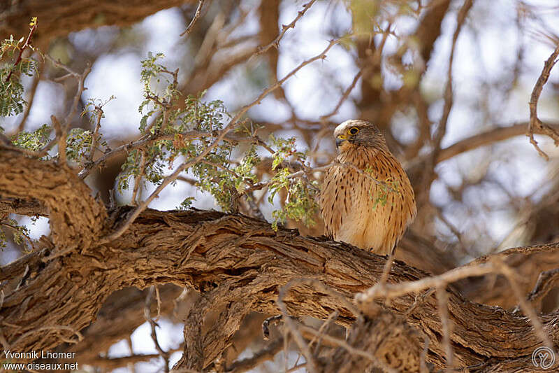 Rock Kestrel female adult, identification