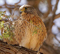 Rock Kestrel