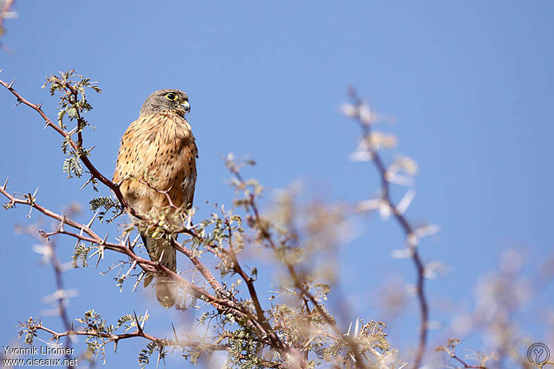 Rock Kestrel female adult, close-up portrait