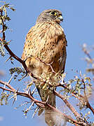 Rock Kestrel