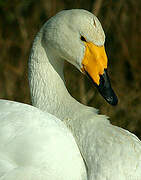 Whooper Swan