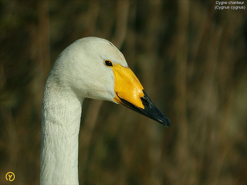 Cygne chanteur