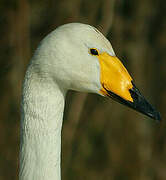 Whooper Swan