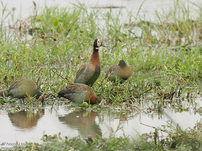 Dendrocygne veufadulte, Comportement, identification