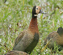 White-faced Whistling Duck