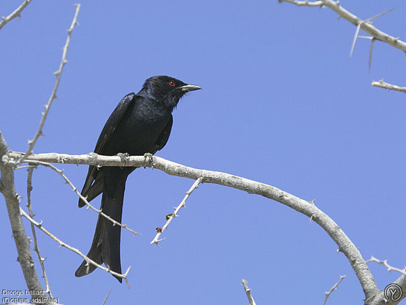 Drongo brillantadulte, identification