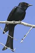 Fork-tailed Drongo