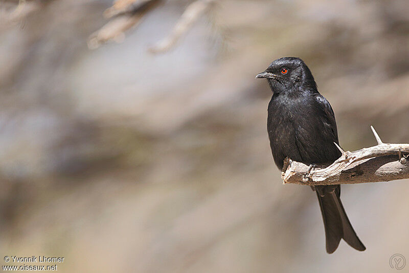 Fork-tailed Drongoadult, identification