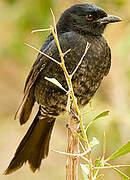 Fork-tailed Drongo