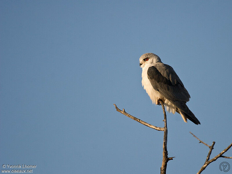 Black-winged Kiteadult, identification