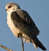 Black-winged Kite