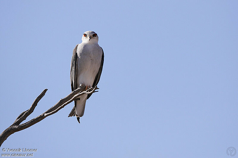 Black-winged Kiteadult, identification