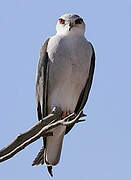 Black-winged Kite